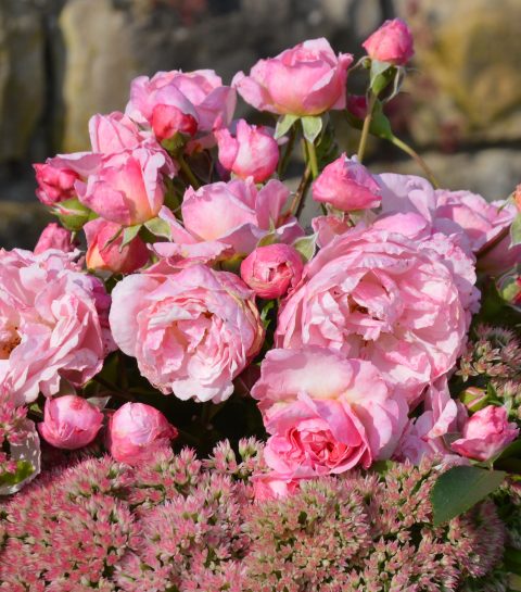Exposition Femmes et roses d’exception à Luxembourg : une roseraie en hommage aux femmes inspirantes