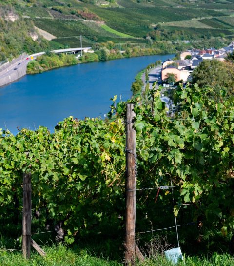 Œnotourisme : nos caves préférées au Luxembourg
