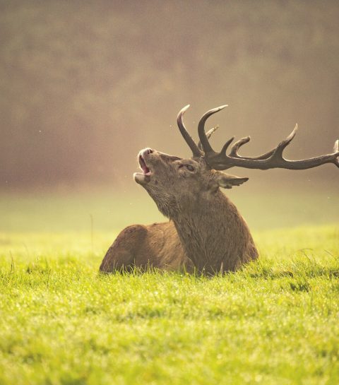 Brame du cerf : trois escapades nature à vivre cet automne près du Luxembourg