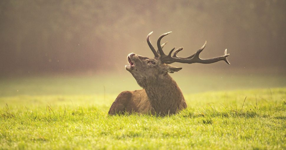 Brame du cerf : trois escapades nature à vivre cet automne près du Luxembourg